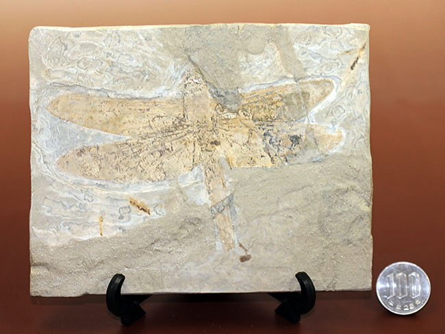 希少！輪郭がよく分かる、中国産白亜紀前期の大型のトンボの化石（その16）