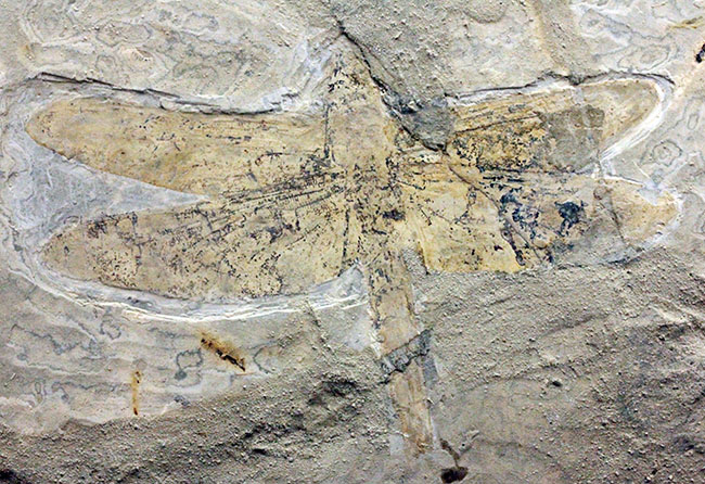希少！輪郭がよく分かる、中国産白亜紀前期の大型のトンボの化石（その3）