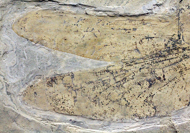 希少！輪郭がよく分かる、中国産白亜紀前期の大型のトンボの化石（その4）