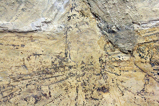 希少！輪郭がよく分かる、中国産白亜紀前期の大型のトンボの化石（その5）