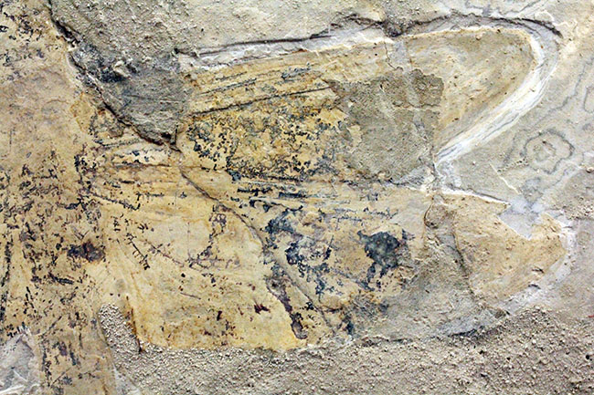 希少！輪郭がよく分かる、中国産白亜紀前期の大型のトンボの化石（その6）