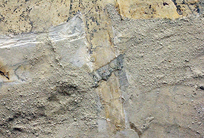 希少！輪郭がよく分かる、中国産白亜紀前期の大型のトンボの化石（その7）