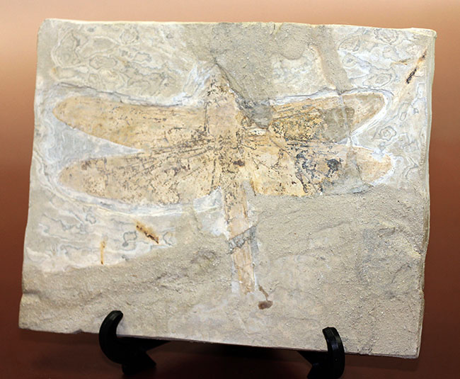 希少！輪郭がよく分かる、中国産白亜紀前期の大型のトンボの化石（その8）
