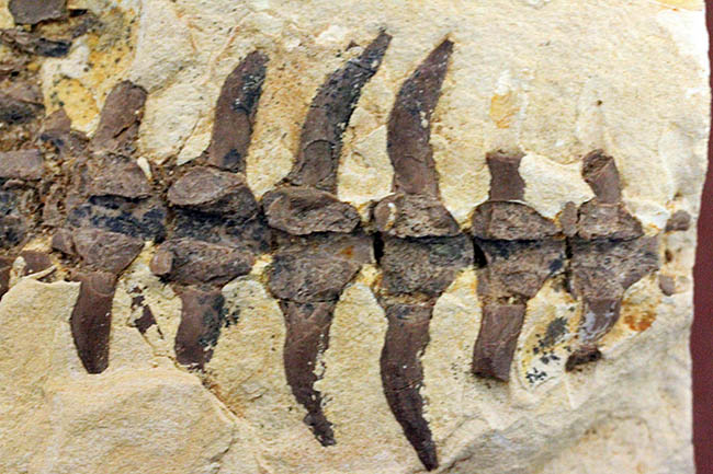 個人でコレクションできる、最もレアな化石の一つ、メソサウルス。もう新たに手に入れることができないオールドコレクション！（その11）