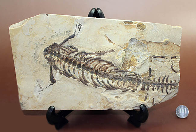 個人でコレクションできる、最もレアな化石の一つ、メソサウルス。もう新たに手に入れることができないオールドコレクション！（その14）