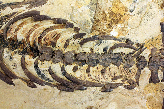 個人でコレクションできる、最もレアな化石の一つ、メソサウルス。もう新たに手に入れることができないオールドコレクション！（その3）