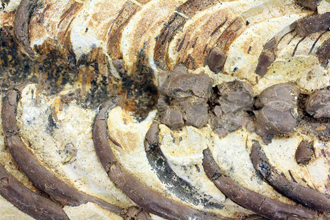 個人でコレクションできる、最もレアな化石の一つ、メソサウルス。もう新たに手に入れることができないオールドコレクション！（その8）