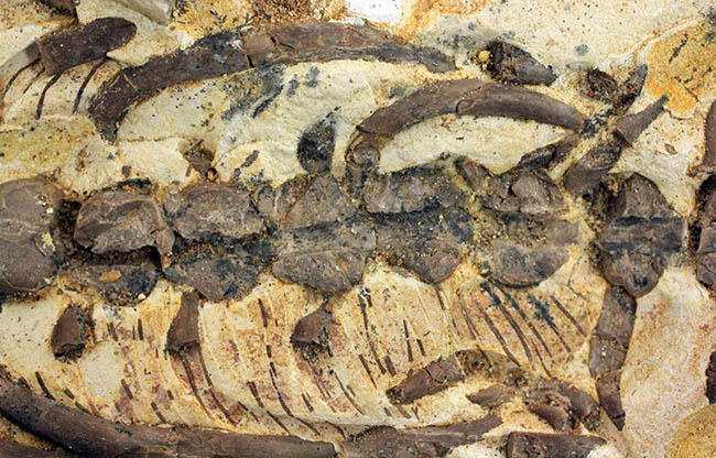 個人でコレクションできる、最もレアな化石の一つ、メソサウルス。もう新たに手に入れることができないオールドコレクション！（その9）