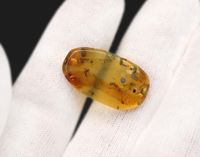 恐竜時代（約1億年前）の虫を内包したミャンマー産の琥珀