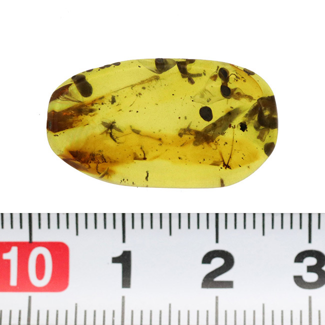 ビッグサイズ!人気!約1億年前に起源を持つ、恐竜時代の琥珀、バーマイト(Burmite)(その9)