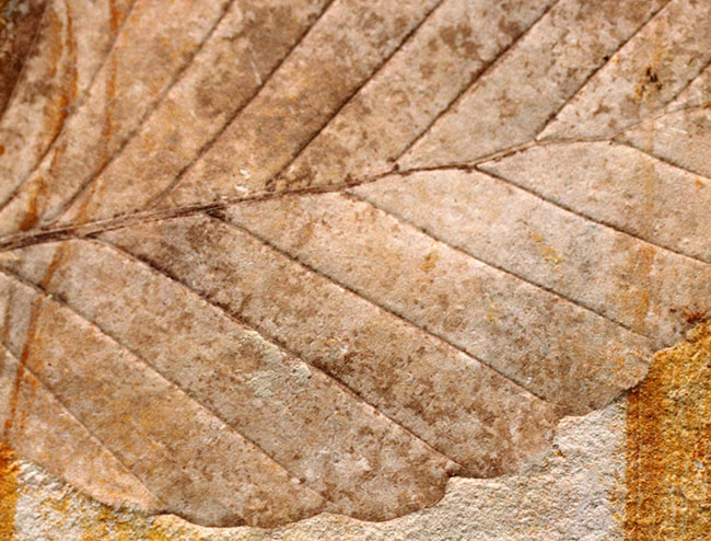 チャンスプライス！日本国内産の極めて保存状態の良い葉っぱ化石 化石 販売