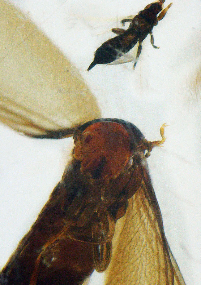 クモ、甲虫、蟻、羽虫・・・総勢４０匹以上を超える虫を閉じ込めたロングサイズコーパル（Copal）（その1）