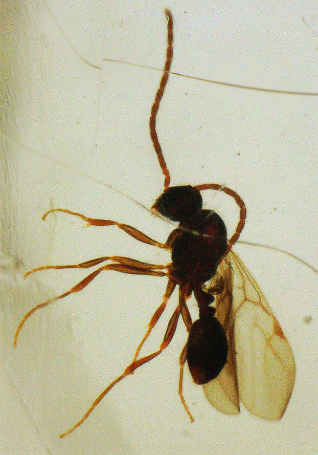 クモ、甲虫、蟻、羽虫・・・総勢４０匹以上を超える虫を閉じ込めたロングサイズコーパル（Copal）（その10）