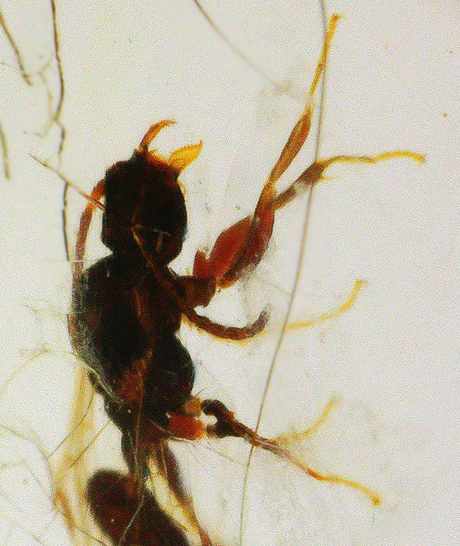 クモ、甲虫、蟻、羽虫・・・総勢４０匹以上を超える虫を閉じ込めたロングサイズコーパル（Copal）（その11）