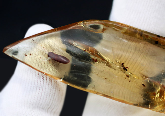 クモ、甲虫、蟻、羽虫・・・総勢40匹以上を超える虫を内包したロングサイズコーパル(Copal)(その6)