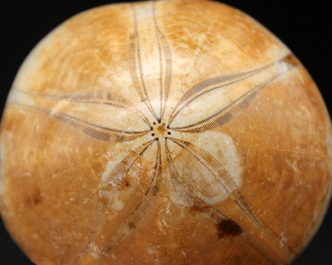 恐竜時代のウニ、クリピーステロイド(Clypeasteroid)の化石(その1)