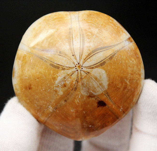 恐竜時代のウニ、クリピーステロイド(Clypeasteroid)の化石(その2)