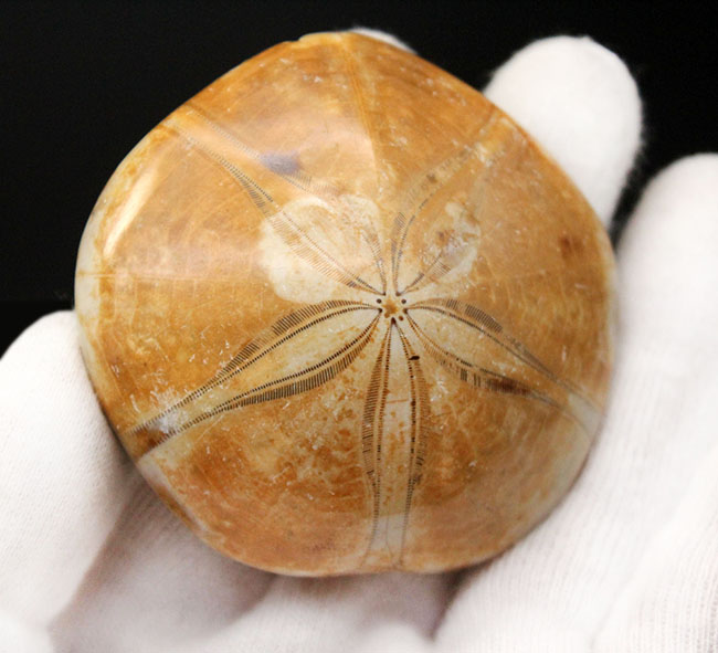 恐竜時代のウニ、クリピーステロイド(Clypeasteroid)の化石(その4)