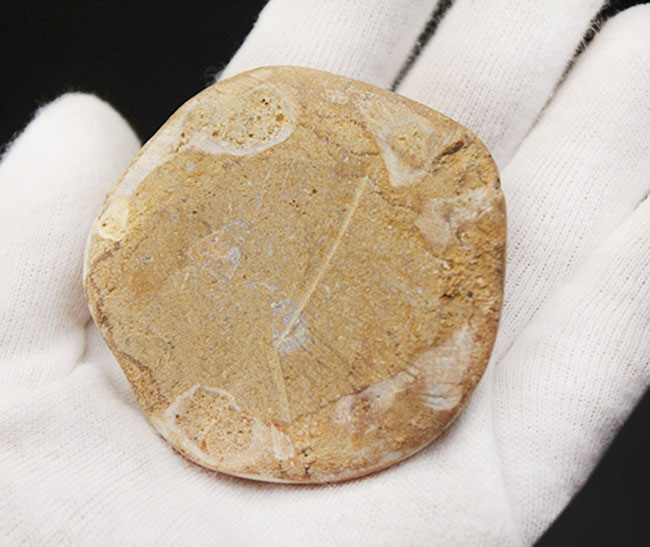 恐竜時代のウニ、クリピーステロイド(Clypeasteroid)の化石(その5)