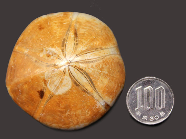 恐竜時代のウニ、クリピーステロイド(Clypeasteroid)の化石(その7)