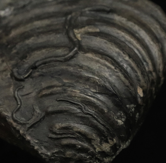 黒色の大きな個体！イギリスのジュラ紀の地層から発見された