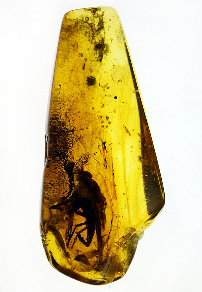 レア種！大きな複眼、がっちりした体をもつ、シギアブ科の虫を内包したバルト海産琥珀(Amber)（その1）