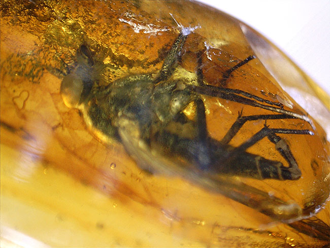 レア種！大きな複眼、がっちりした体をもつ、シギアブ科の虫を内包したバルト海産琥珀(Amber)（その11）