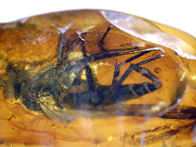レア種！大きな複眼、がっちりした体をもつ、シギアブ科の虫を内包したバルト海産琥珀(Amber)（その12）