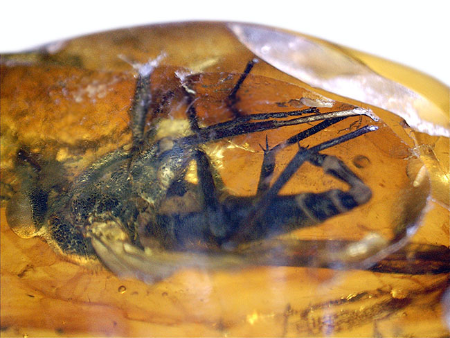 レア種!大きな複眼、がっちりした体をもつ、シギアブ科の虫を内包したバルト海産琥珀(Amber)(その12)