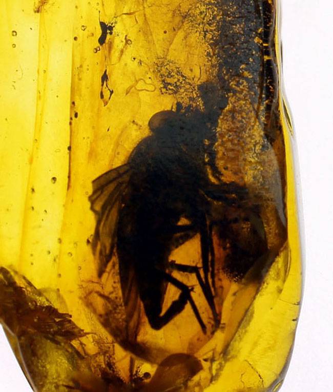レア種！大きな複眼、がっちりした体をもつ、シギアブ科の虫を内包したバルト海産琥珀(Amber)（その14）