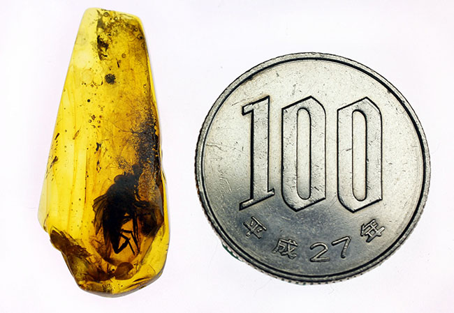 レア種!大きな複眼、がっちりした体をもつ、シギアブ科の虫を内包したバルト海産琥珀(Amber)(その15)