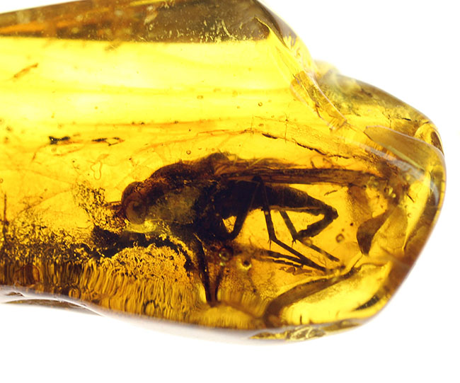 レア種！大きな複眼、がっちりした体をもつ、シギアブ科の虫を内包したバルト海産琥珀(Amber)（その3）