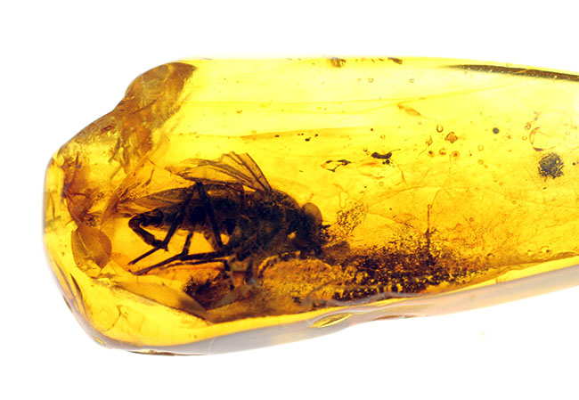 レア種！大きな複眼、がっちりした体をもつ、シギアブ科の虫を内包したバルト海産琥珀(Amber)（その4）