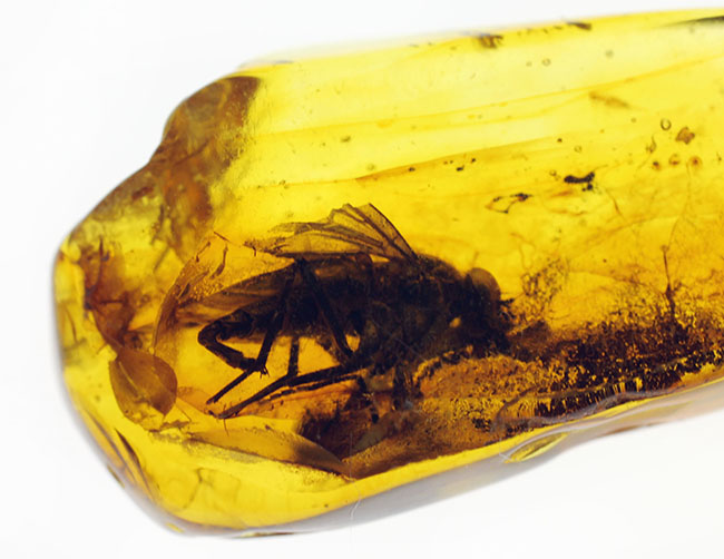 レア種！大きな複眼、がっちりした体をもつ、シギアブ科の虫を内包したバルト海産琥珀(Amber)（その5）