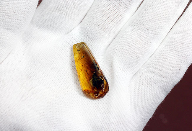 レア種!大きな複眼、がっちりした体をもつ、シギアブ科の虫を内包したバルト海産琥珀(Amber)(その6)