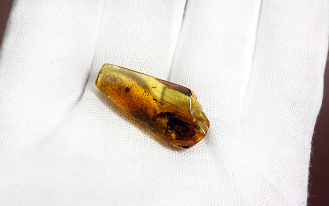 レア種！大きな複眼、がっちりした体をもつ、シギアブ科の虫を内包したバルト海産琥珀(Amber)（その7）