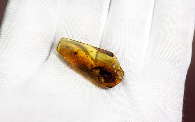 レア種!大きな複眼、がっちりした体をもつ、シギアブ科の虫を内包したバルト海産琥珀(Amber)(その7)