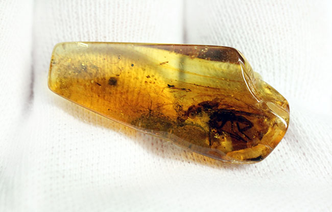 レア種！大きな複眼、がっちりした体をもつ、シギアブ科の虫を内包したバルト海産琥珀(Amber)（その8）