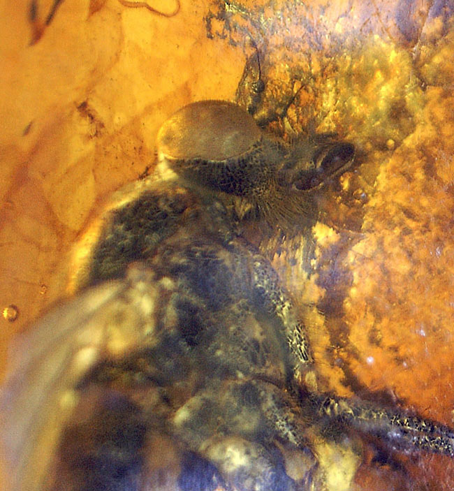 レア種！大きな複眼、がっちりした体をもつ、シギアブ科の虫を内包したバルト海産琥珀(Amber)（その9）