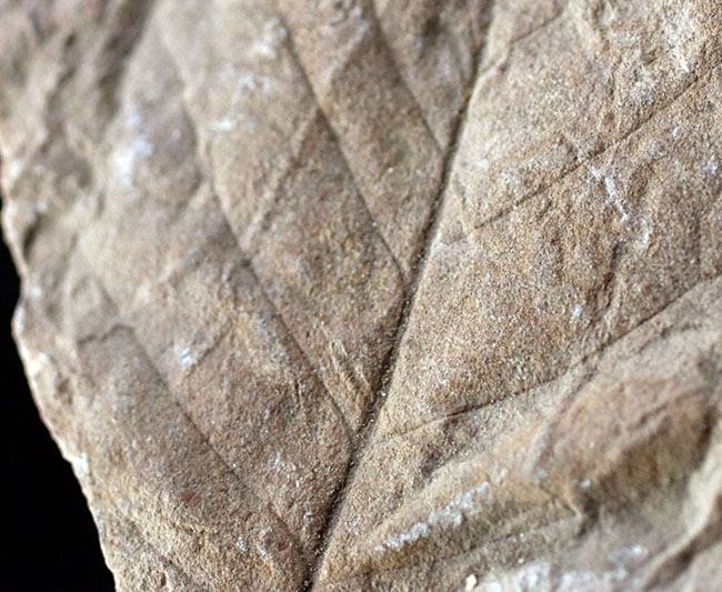 ザ・マニアックシリーズ！。羽状の葉脈がはっきりと保存された広葉樹の葉の化石。北海道三笠産（その1）
