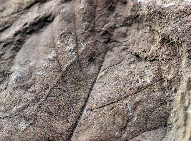 ザ・マニアックシリーズ！。羽状の葉脈がはっきりと保存された広葉樹の葉の化石。北海道三笠産（その4）