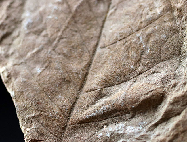 ザ・マニアックシリーズ！。羽状の葉脈がはっきりと保存された広葉樹の葉の化石。北海道三笠産（その5）
