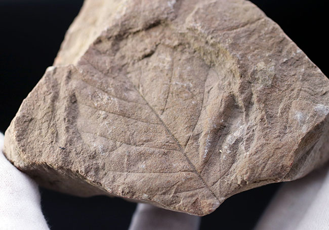 ザ・マニアックシリーズ！。羽状の葉脈がはっきりと保存された広葉樹の葉の化石。北海道三笠産（その6）