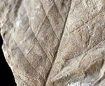 ザ・マニアックシリーズ！。羽状の葉脈がはっきりと保存された広葉樹の葉の化石。北海道三笠産
