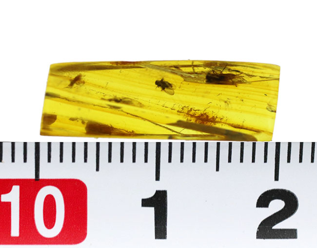 素晴らしい保存状態!4匹の虫を内包したバルティックアンバー(Amber)。またの名をリトアニアンゴールド(その11)