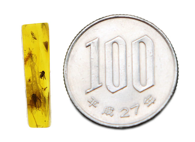 素晴らしい保存状態!4匹の虫を内包したバルティックアンバー(Amber)。またの名をリトアニアンゴールド(その12)
