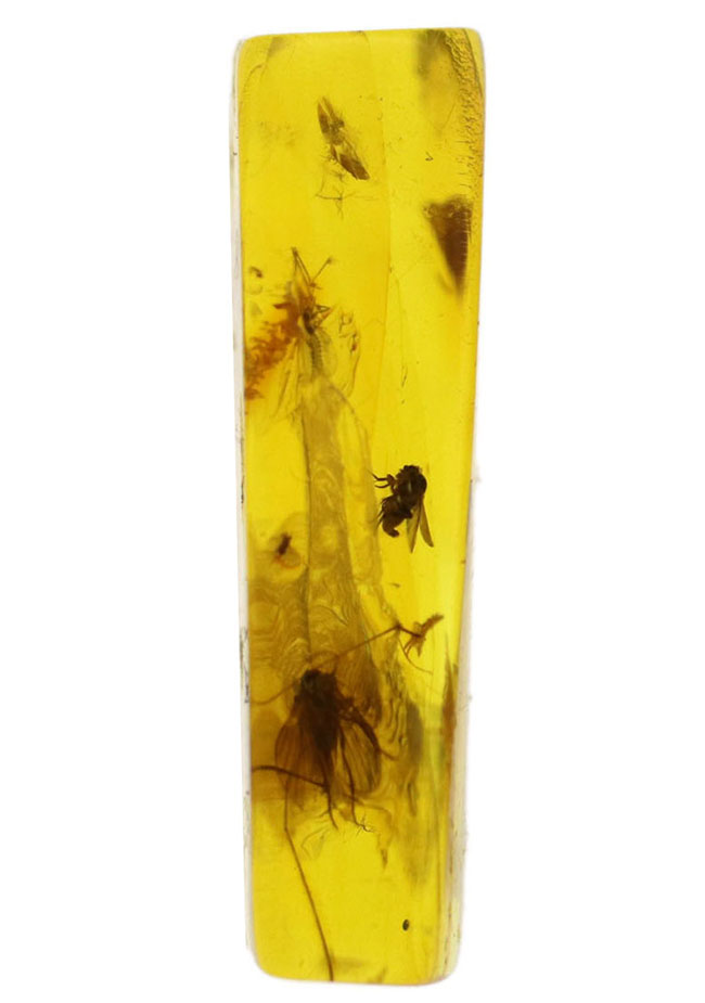 素晴らしい保存状態!4匹の虫を内包したバルティックアンバー(Amber)。またの名をリトアニアンゴールド(その3)