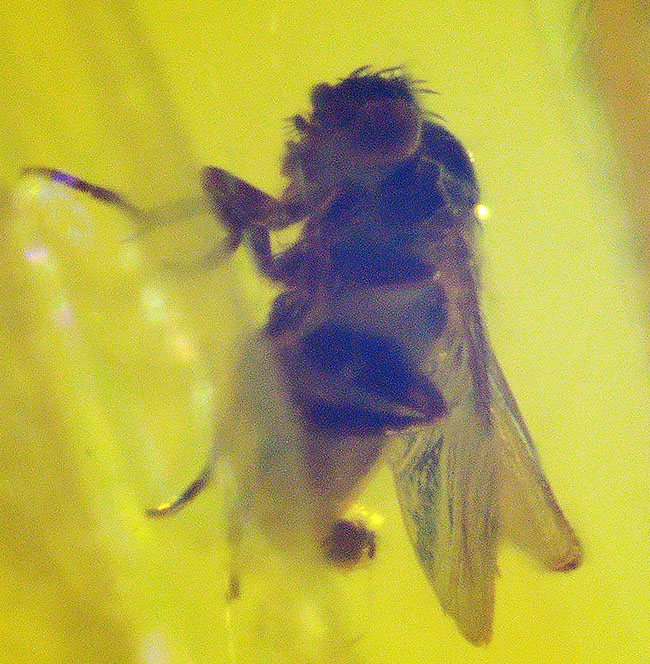 素晴らしい保存状態!4匹の虫を内包したバルティックアンバー(Amber)。またの名をリトアニアンゴールド(その4)