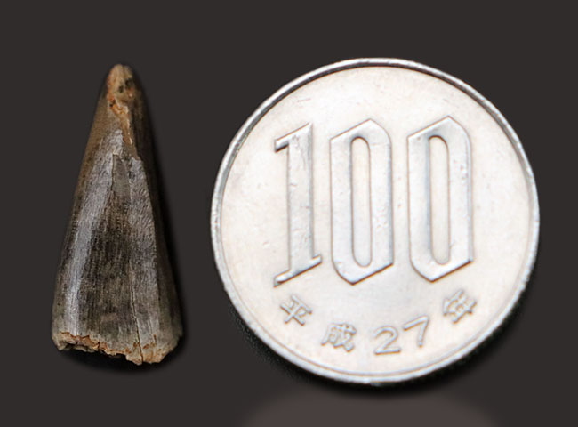 ベリーレア!レックスコレクター必見の標本!特有の形ですぐにそれと分かる、ティラノサウルス・レックス(Tyrannosaurus rex)の前上顎骨歯(その10)