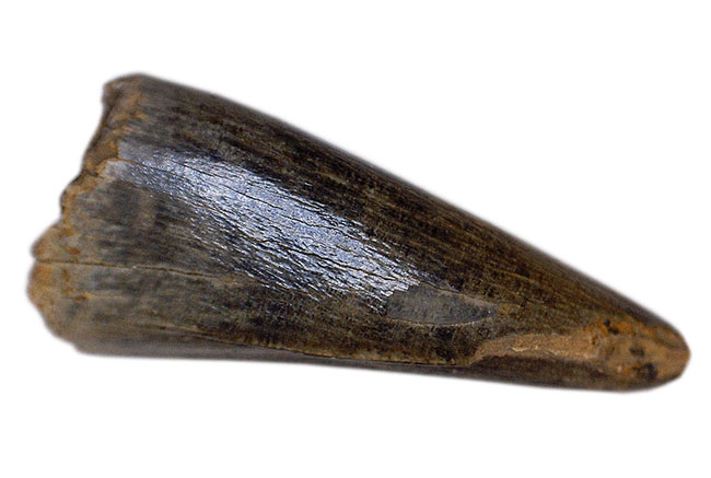 ベリーレア！レックスコレクター必見の標本！特有の形ですぐにそれと分かる、ティラノサウルス・レックス（Tyrannosaurus rex）の前上顎骨歯（その7）